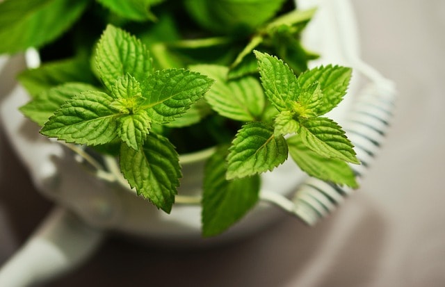 peppermint, medicinal plant, medicinal herbs, mint, tea herbs, scented herb, aroma, peppermint tea, nature, herbal plant, culinary herbs, healthy, taste, herbs, green mint, drink, teapot, health, refreshing, tea, leaves, healing