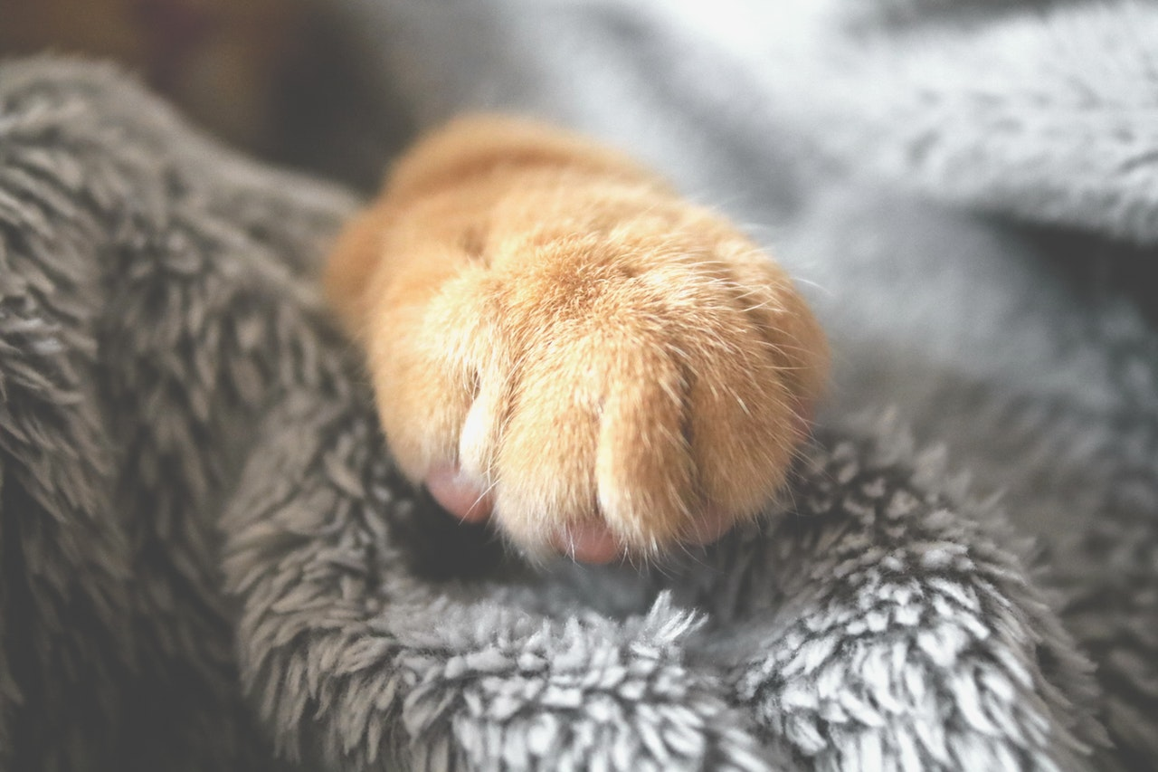Cat paw used by cat kneading their blanket
