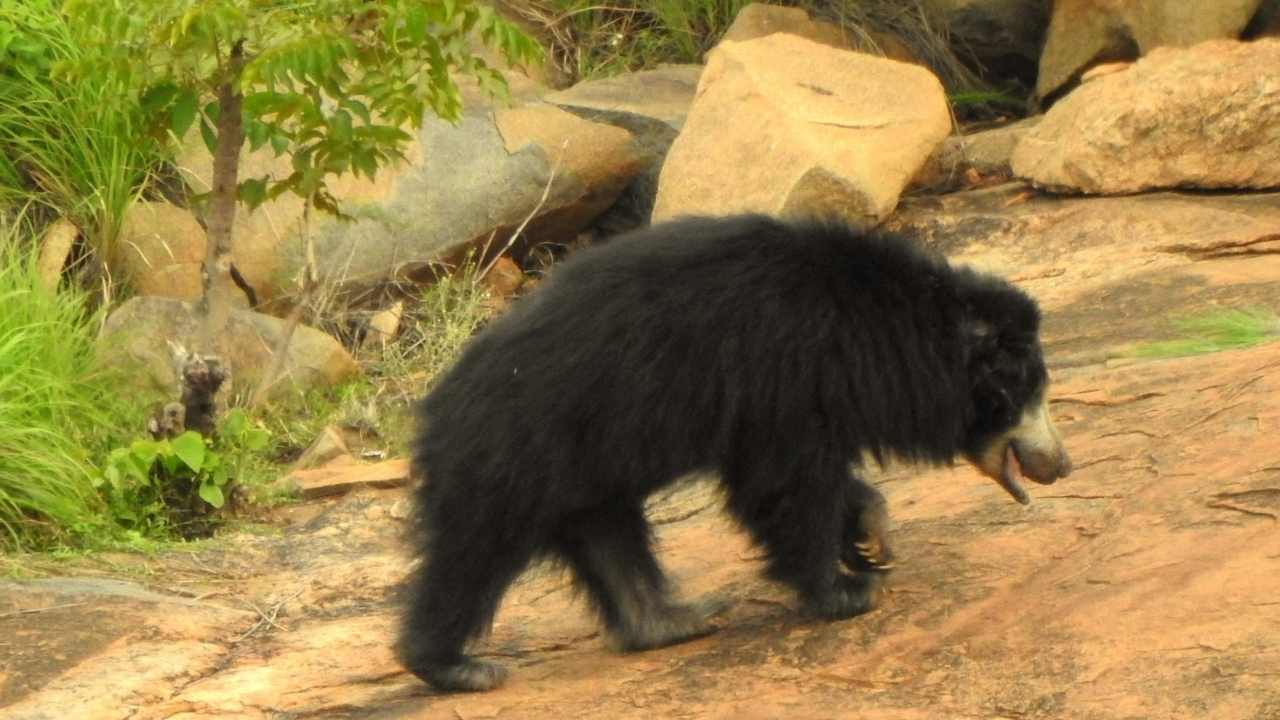 Sloth bear, wild, Ranthambhore 