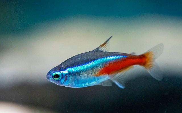 neon tetra, fish, underwater