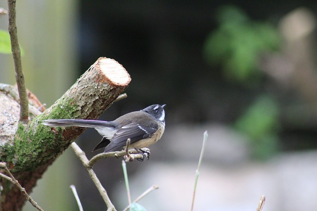 new zealand, native, Birds that start with N