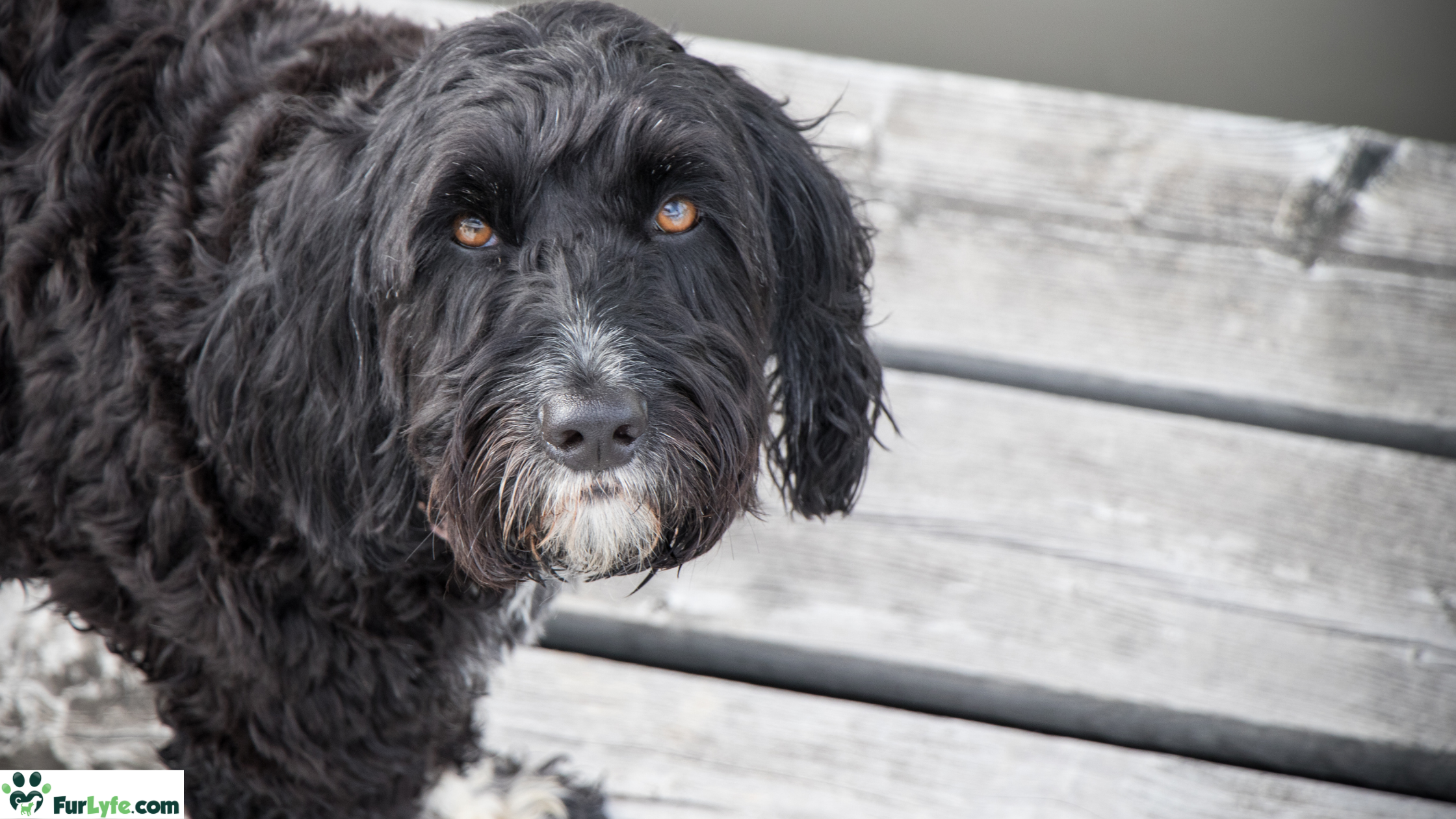 The striking eyes of a black adult Portie