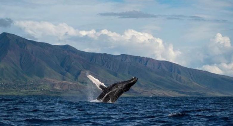maui whale and femaile humpback whales