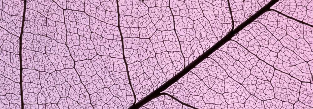 Veined leaf skeleton against purple; branching routes show how search engines like google crawl sites, passing signals.