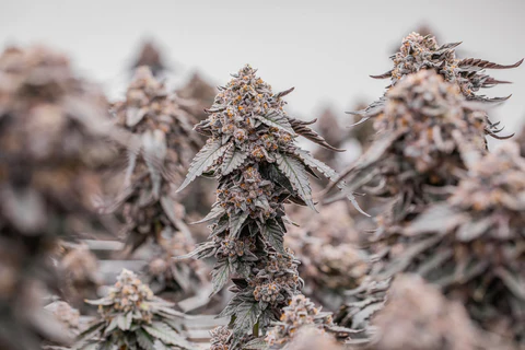 The best strains of weed are grown using the most advanced cultivation methods.
