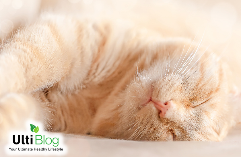 Cats Sleep More When They Age in a post about Why Do Cats Sleep So Much