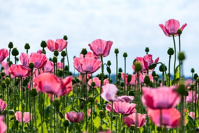 poppy, flower background, flower, pink poppy, pink flowers, blossom, bloom, flora, cultivation, agricultural, horticulture, nature, beautiful flowers, plants, field of flowers, flower wallpaper, flower meadow, poppy field, field