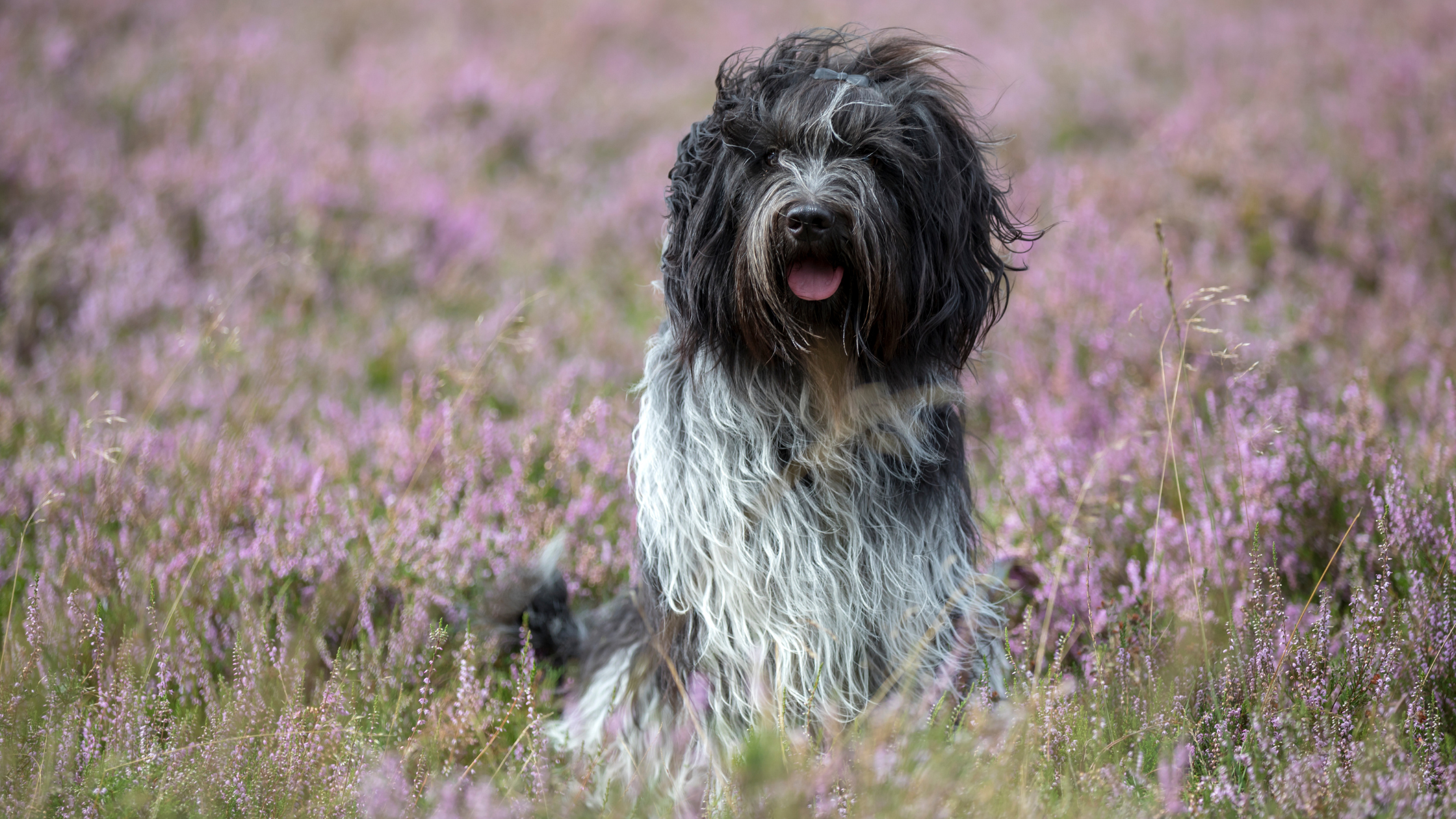 A Dutch Sheepdog in a field of pink flowers