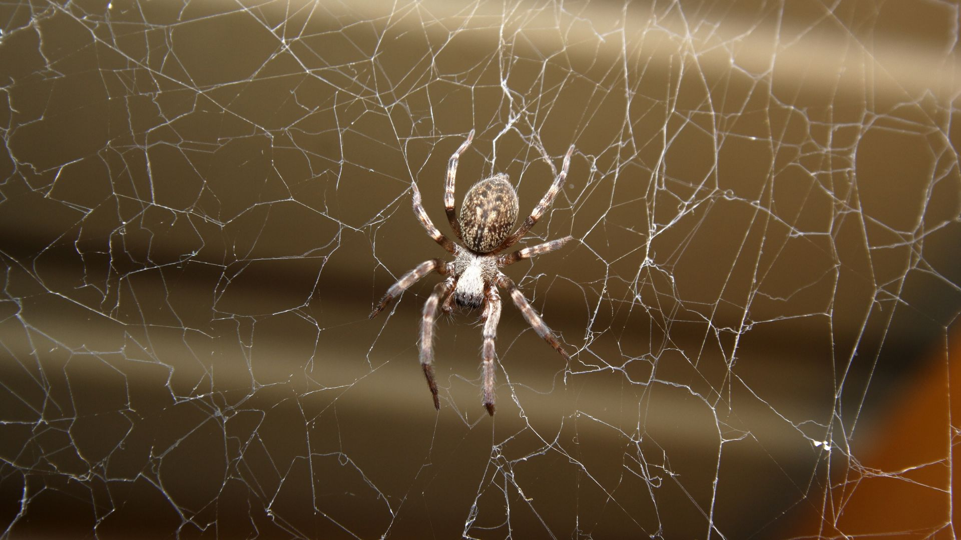 An image of spider resting on a cobweb.
