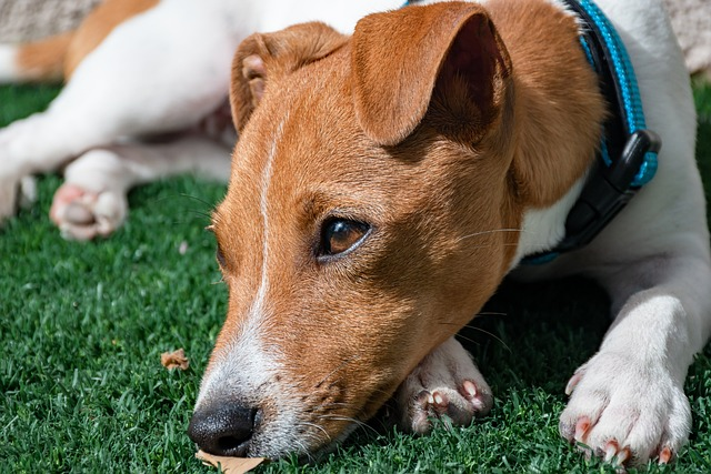 https://idogcats.com/product-category/pet-beds-pet-bedding/