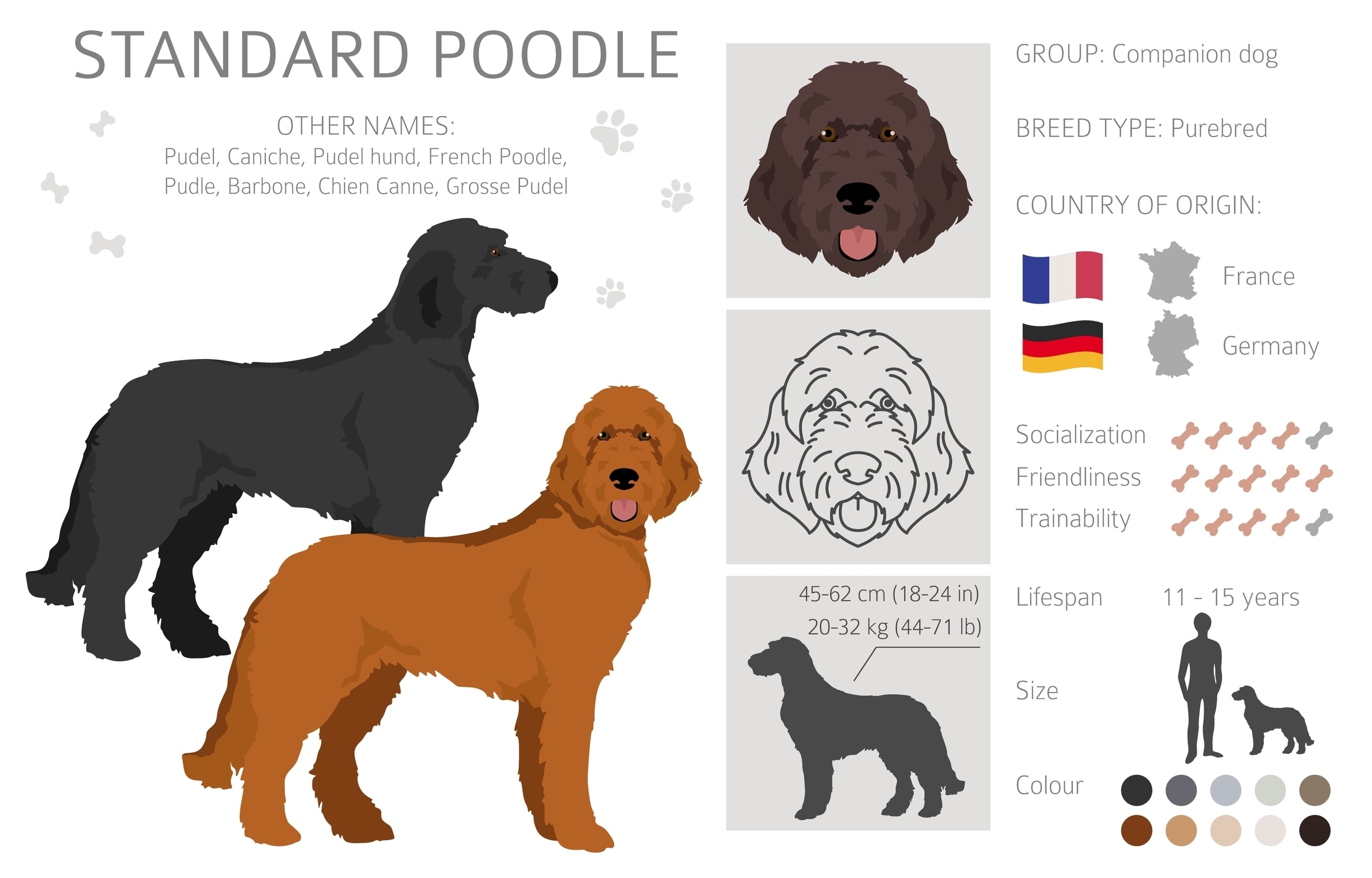 Infographic of the Standard Poodle Dog breed