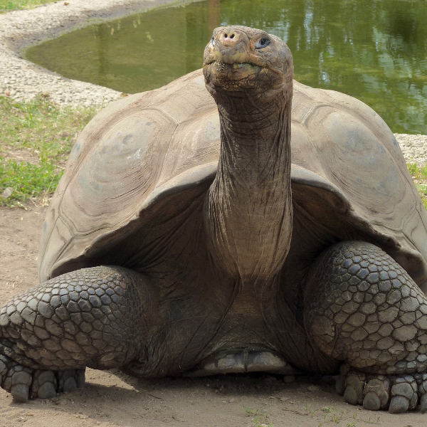 Desert Tortoise