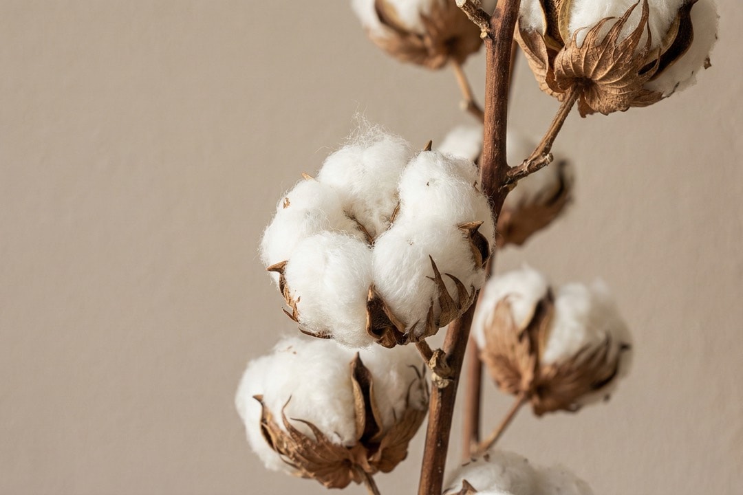 Cotton Plant close up