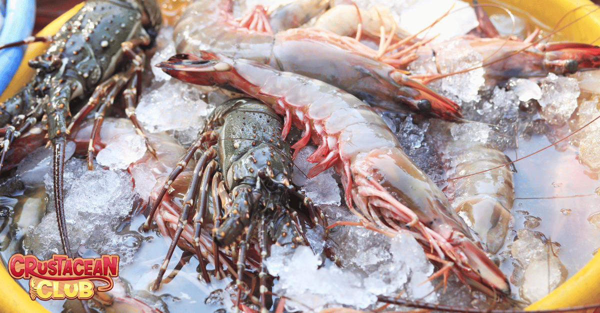 Lobster on ice after being caught 