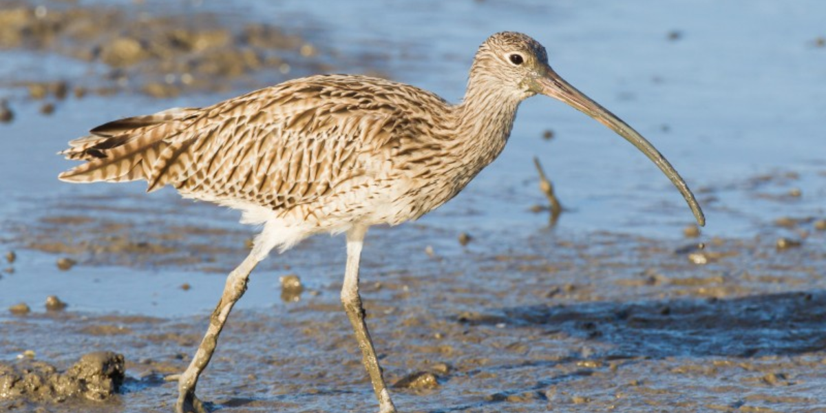 interesting animals in tasmania