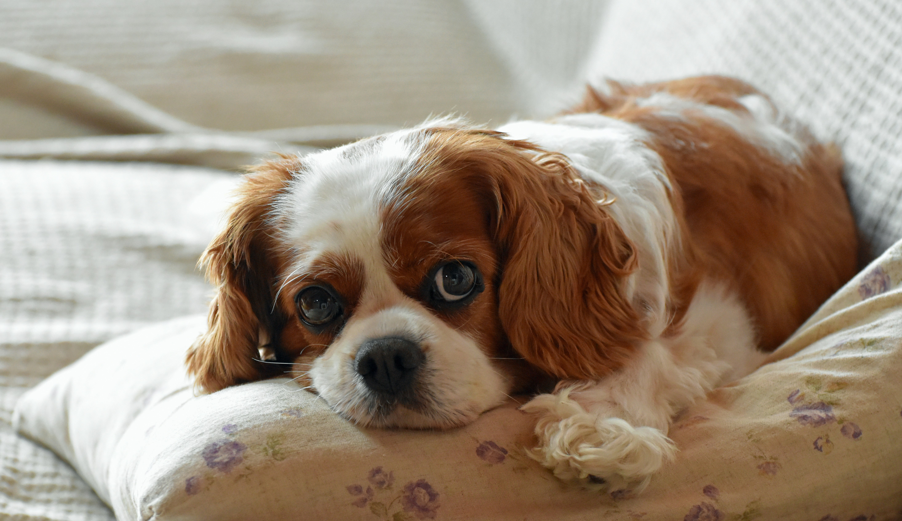 facts about cavalier king charles spaniel, dog breeds, other dogs, facts about cavalier king charles spaniels