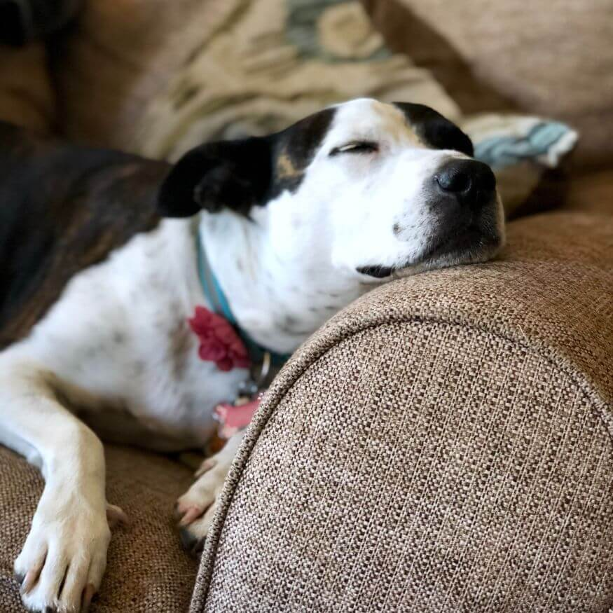 black and white dog with flower collar sleeping on couch