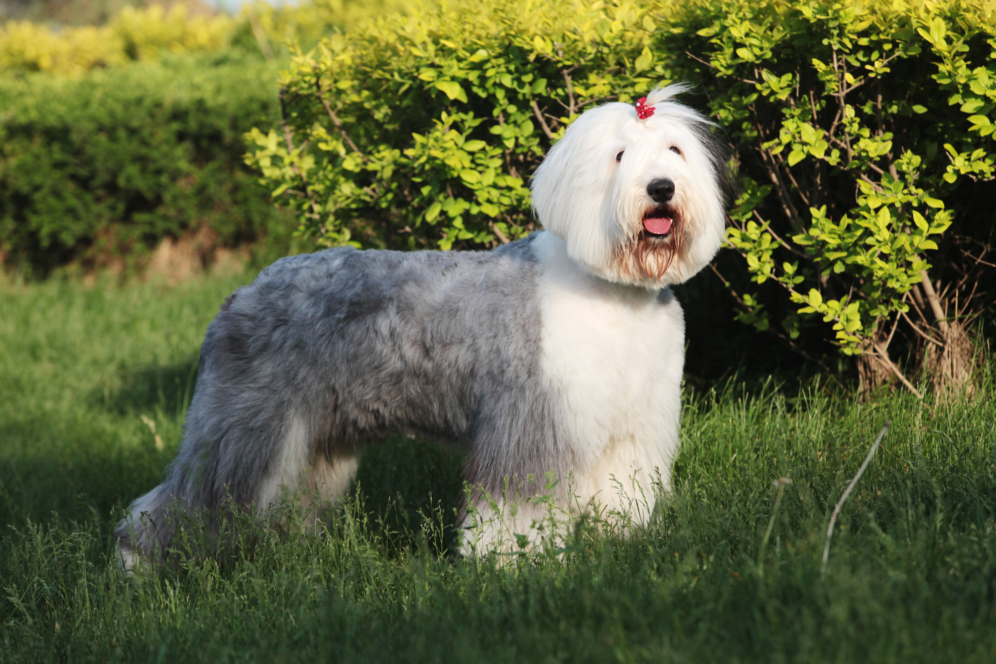 Old English Sheepdog