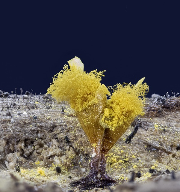 slime-mold, spores, threads