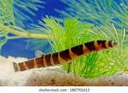 29 Kuhli Loach Images, Stock Photos & Vectors | Shutterstock