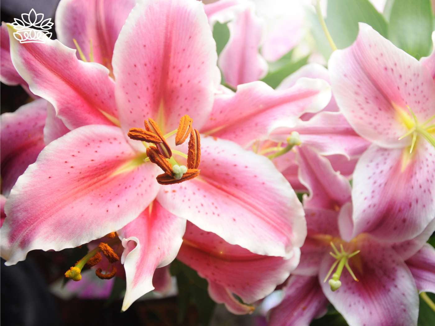 Close-up of pink Martagon and Longiflorum hybrid lilies, dotted with speckles, showcasing their vibrant blooms perfect for any special occasion. This image from the Western Cape includes American hybrids and flowers from other genera, symbolizing the variety of lilies that delight many species of happy customers from the Fabulous Flowers and Gifts - Lilies Collection.