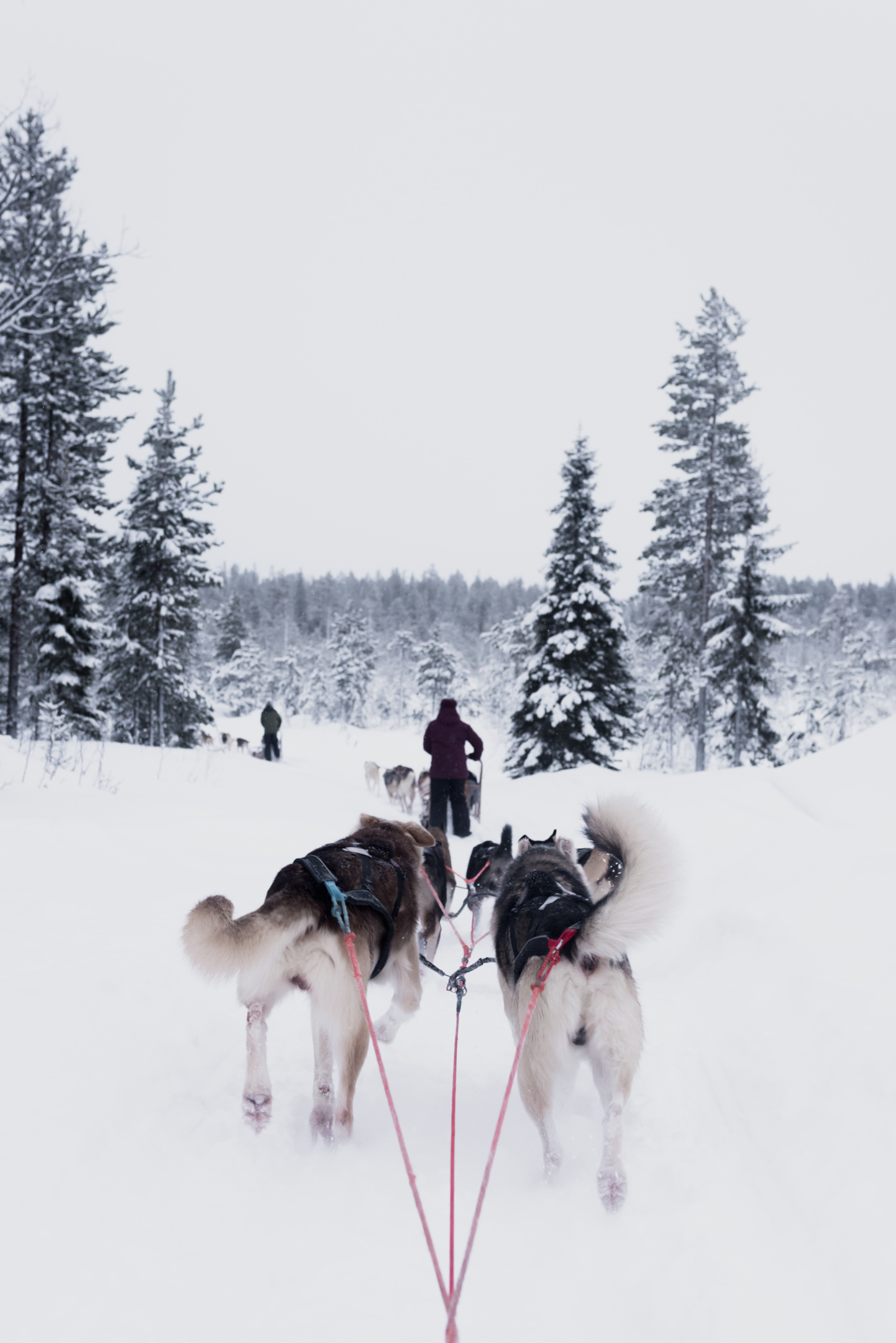 Dog sledging in the Mongolian Winter is a great activity