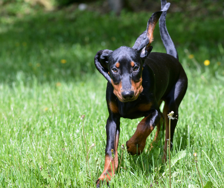 A puppy Black and Tan Coonhound