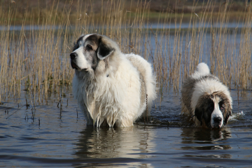 Two Pyrenean Mastiff walking in a marsh
