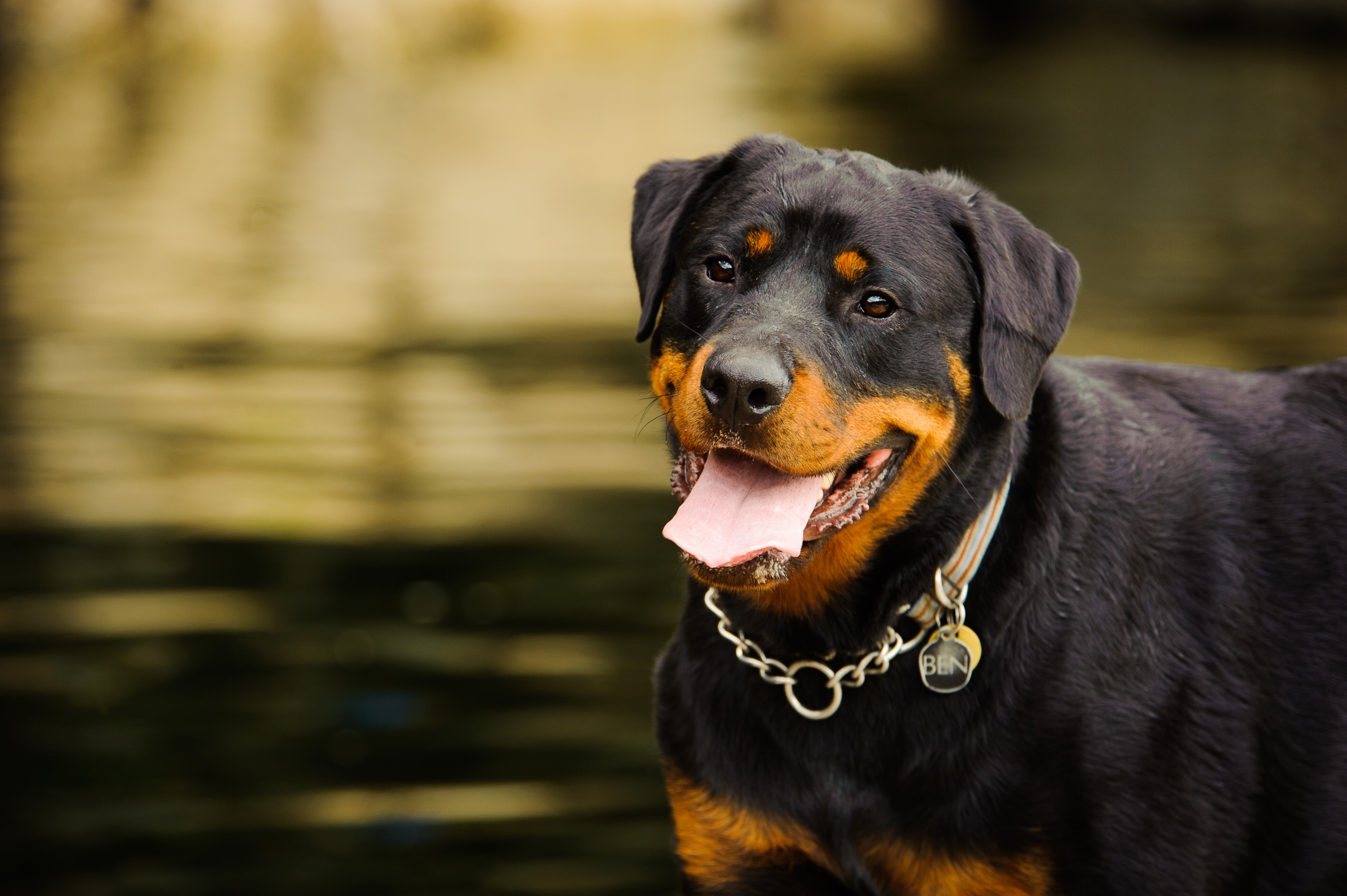 A faceview of a smiling Rottweiler highlighting eyebrows and a sincere expression