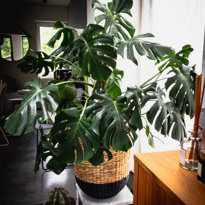 Monstera Deliciosa plant with large, heart-shaped leaves