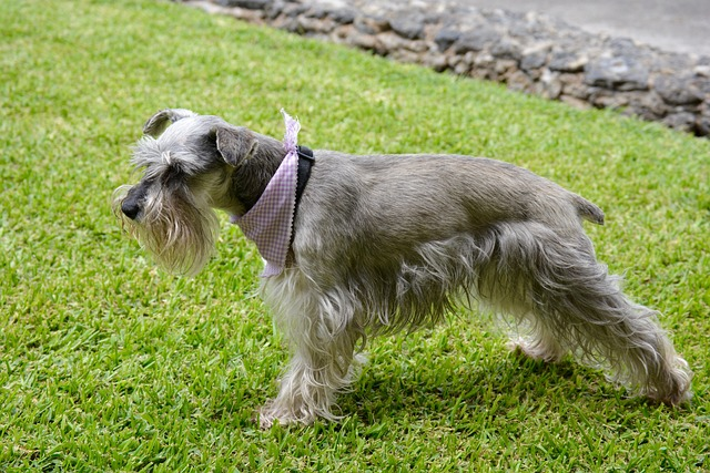 schnauzer, dog, mascot