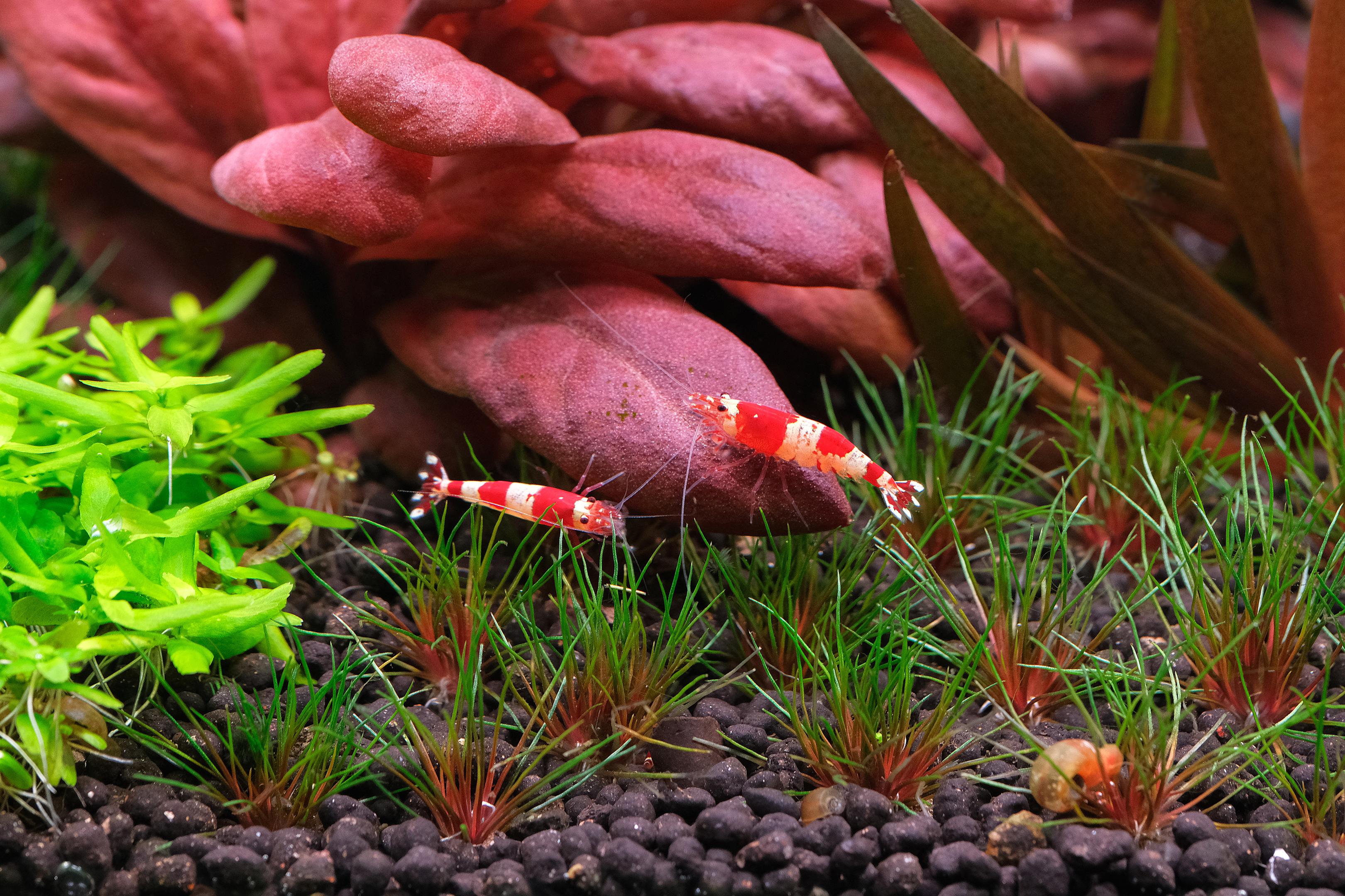 Carifina shrimp against lush red Lysimachia parvifolia leaves