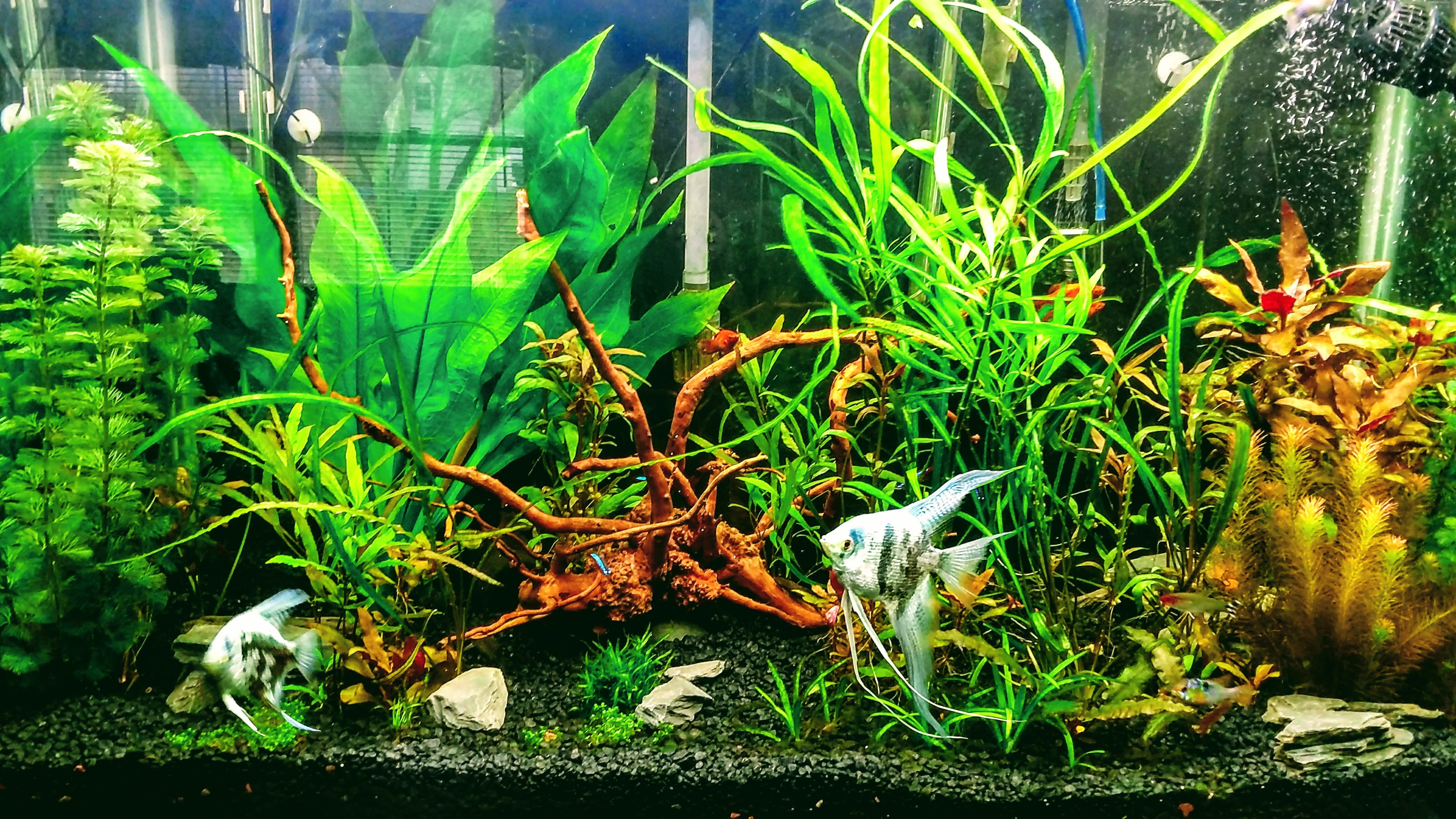 planted tank