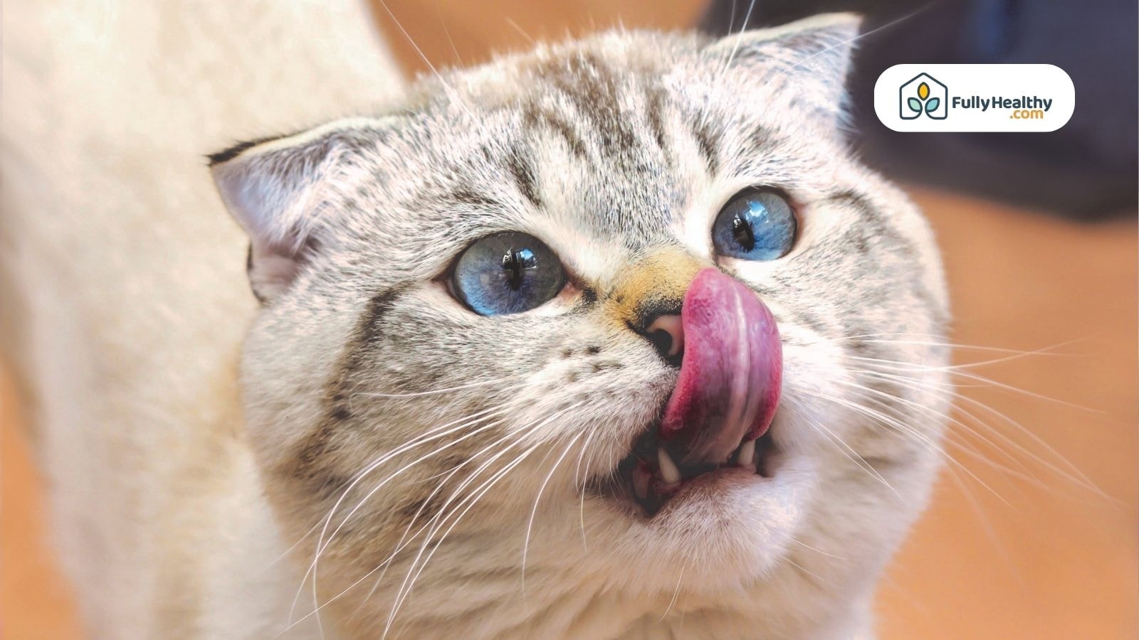 Blue-eyed cat licking its nose looking eager and curious