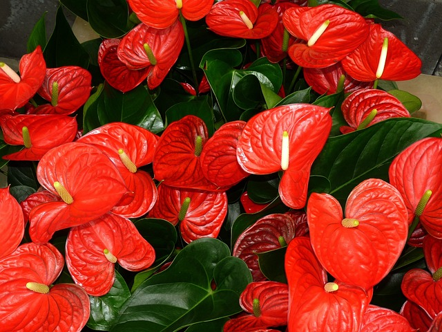 anthurium, leaf, flamingo flower, anthurium flowers