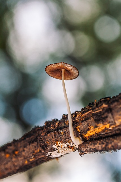 mushroom, forest, magic