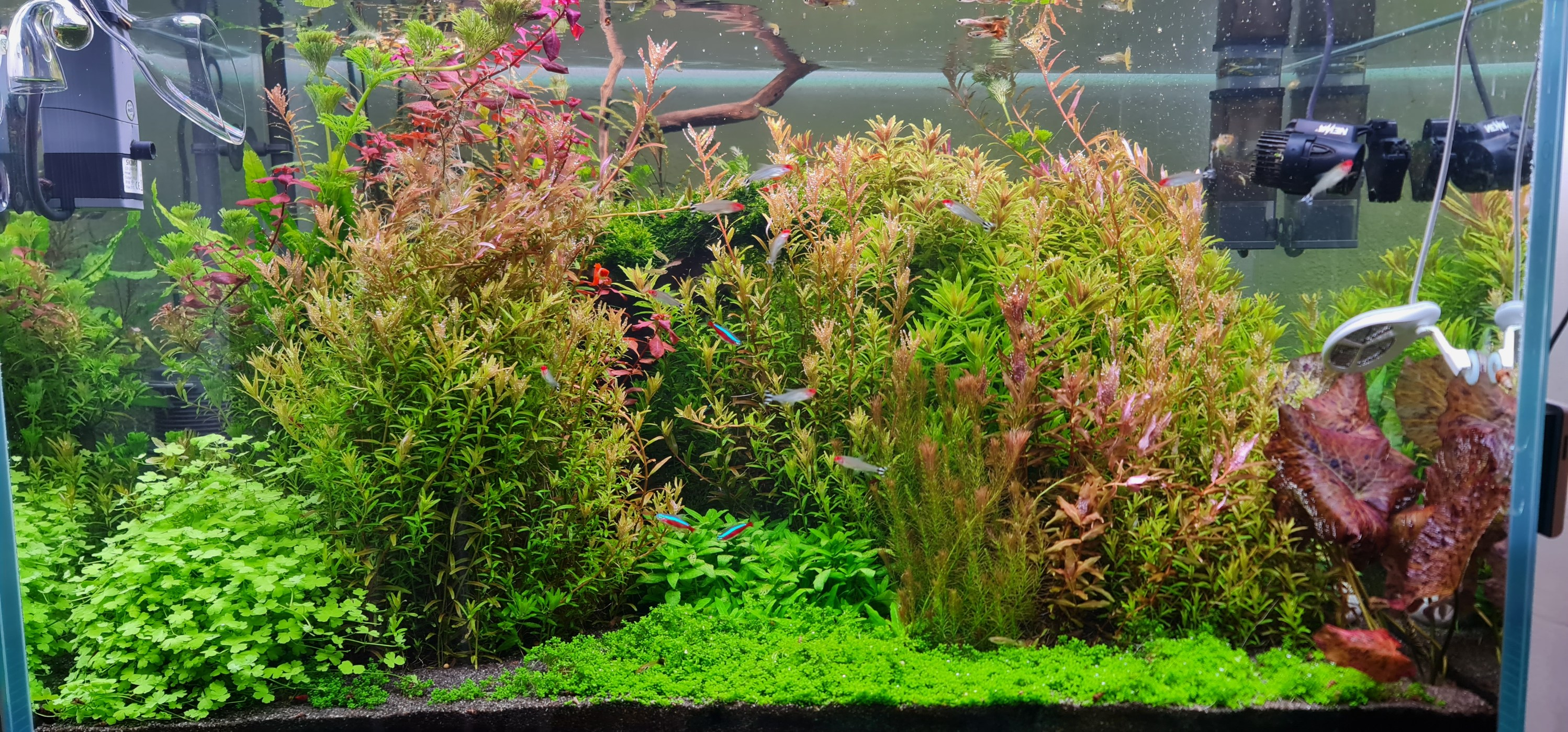 Planted tank by Matt Western