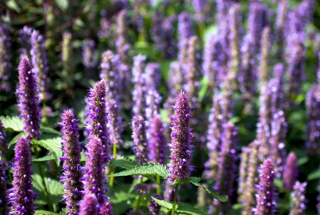 Hyssopus Officinalis