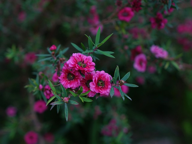 manuka plants