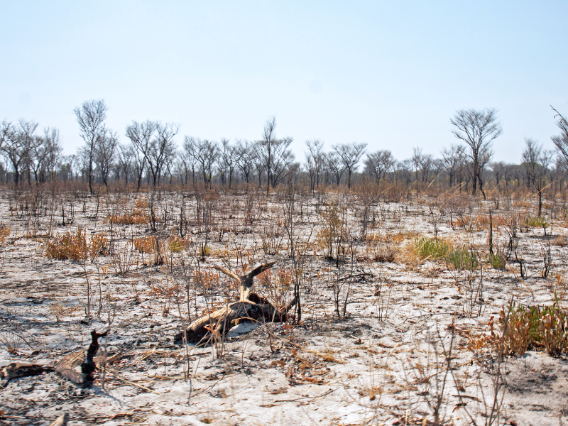 Barren land which lead towards the biodeversity loss