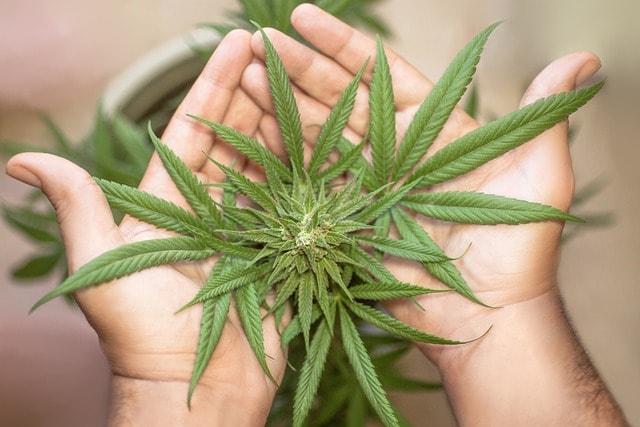 marijuana leaf, cannabis leaf, cannabis leaves