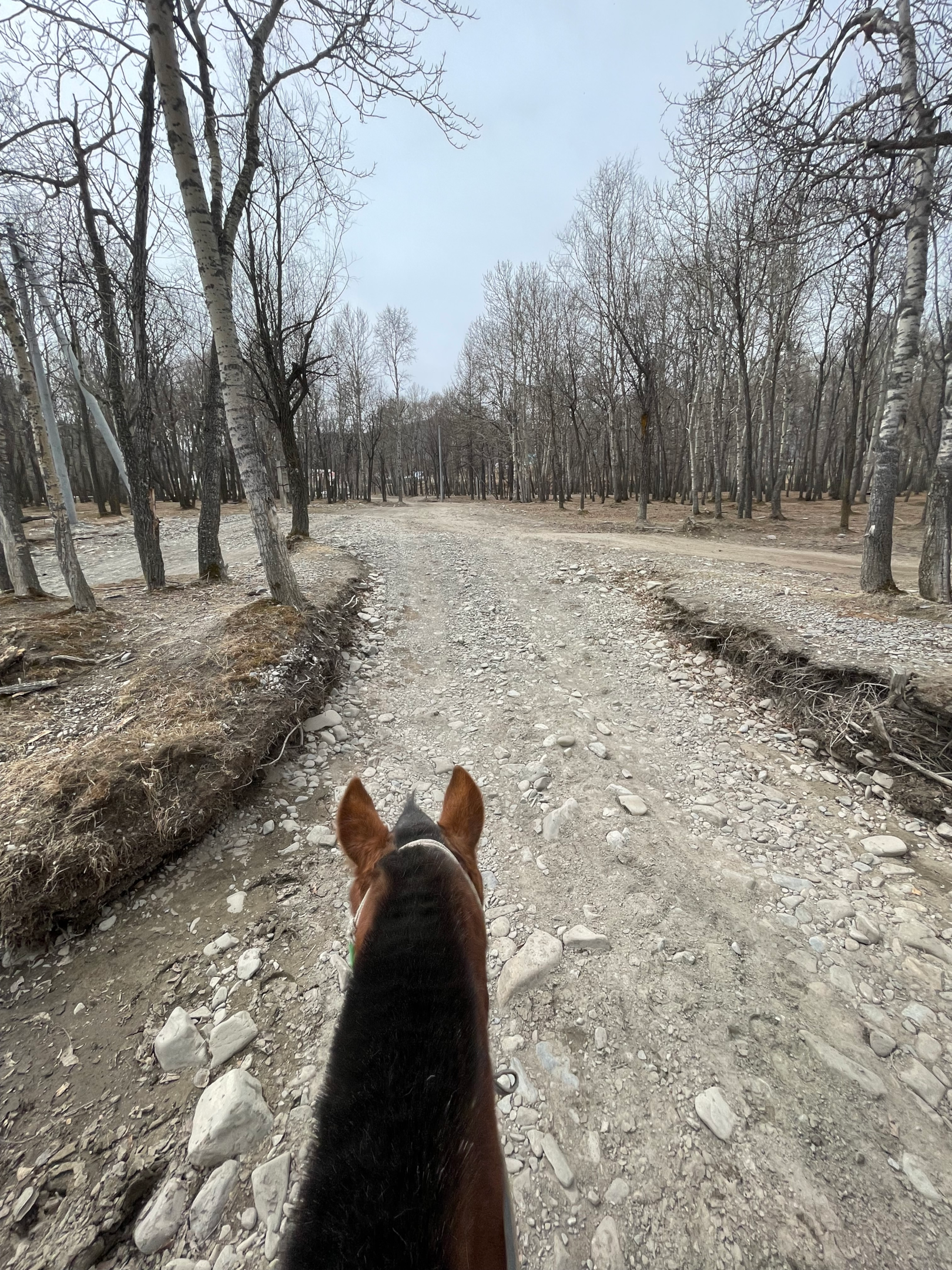 A beautiful horseback riding trail in Terelj National Park" featuring the keyword Terelj National Park