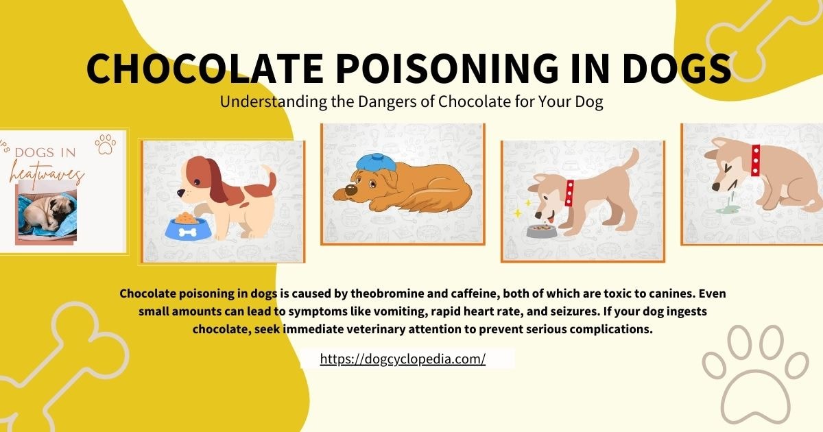  Infographic on "Chocolate Poisoning in Dogs" with dog illustrations and key information about chocolate dangers.