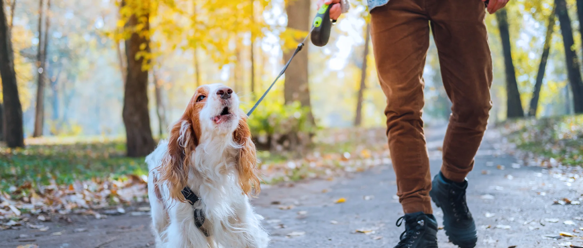 Training Techniques for Reducing Barking