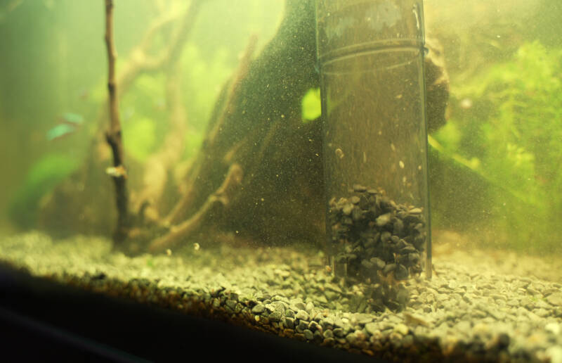 Cloudy water in the freshwater aquarium