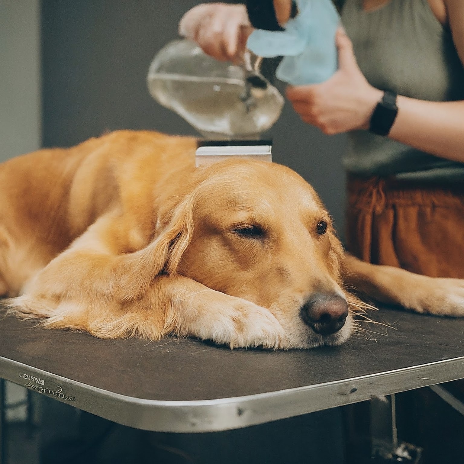 Understanding Eco-Friendly Dog Grooming