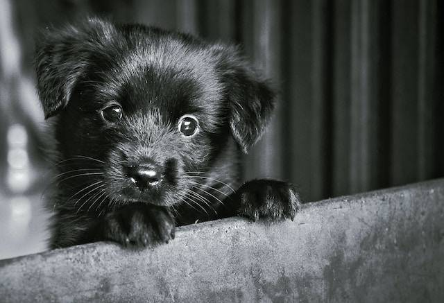 Black Labrador Retriever Puppy