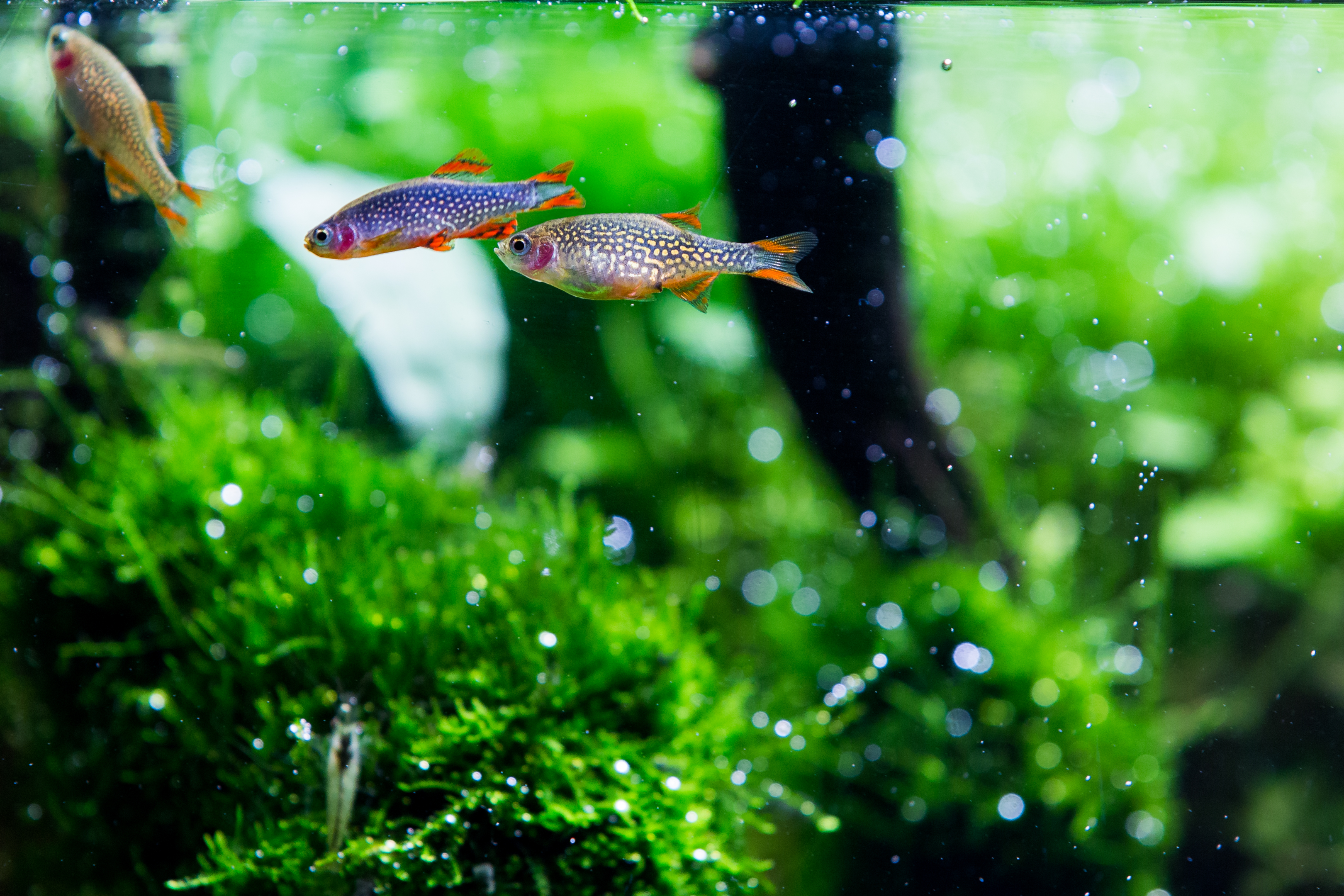 aquarium fish by Chris Oddy