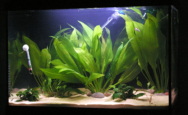 the amazon sword on the sand substrate