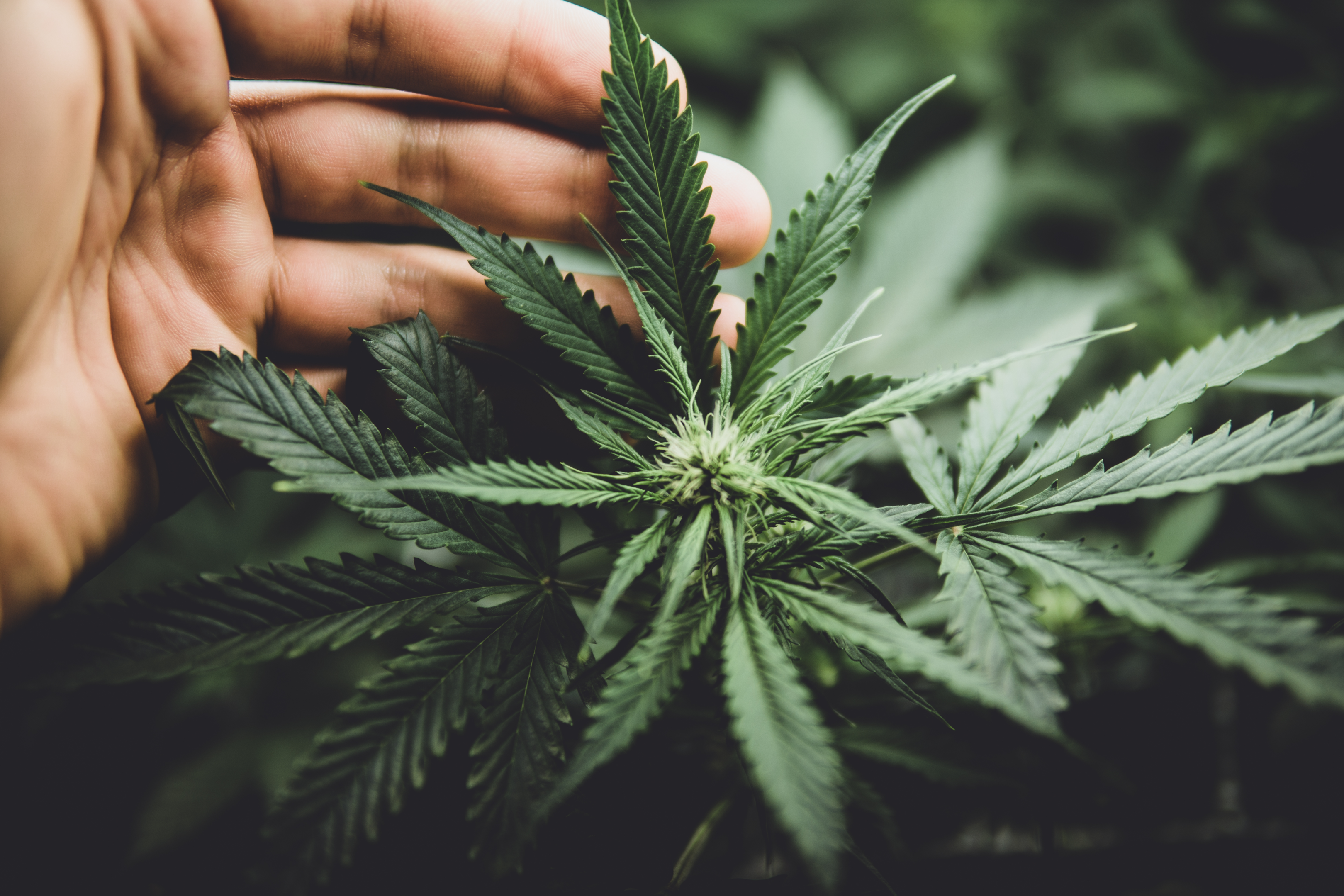 There are not only female plants. Hemp has both male and female. Many factors go into farming hemp these days: insect pests, developed fertilizer recommendations, soil test, planting depth, well drained soils, THC levels, and many more.